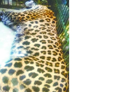 Kausani got sick leopard